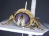 Eristalis nemorum